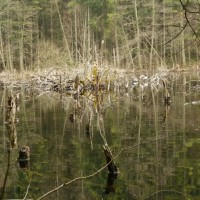 2012 03 11_Bodensee März 2012_1361