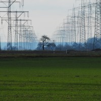 Mastenwald Hessisches Ried